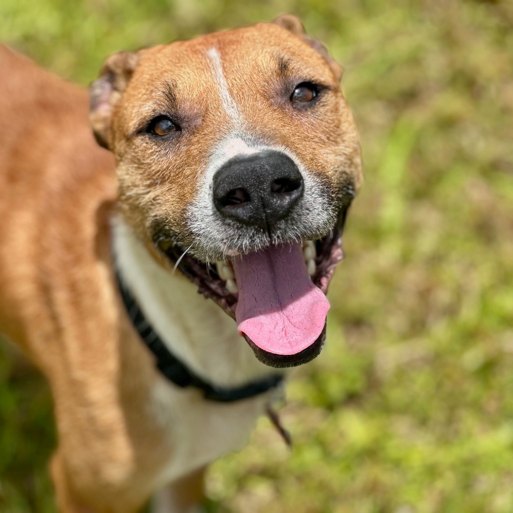 Petey, an adoptable Catahoula Leopard Dog, Mixed Breed in Volcano, HI, 96785 | Photo Image 3