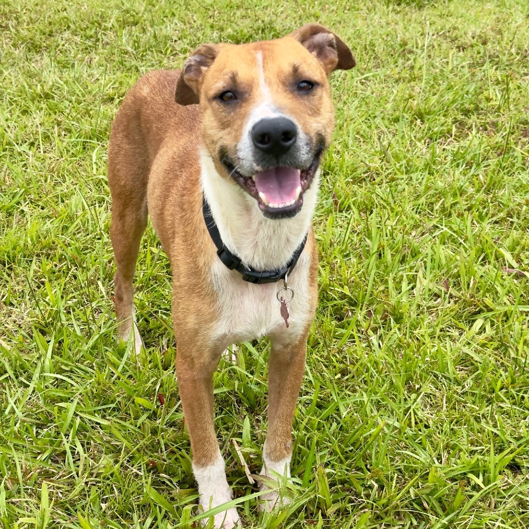 Petey, an adoptable Catahoula Leopard Dog, Mixed Breed in Volcano, HI, 96785 | Photo Image 4