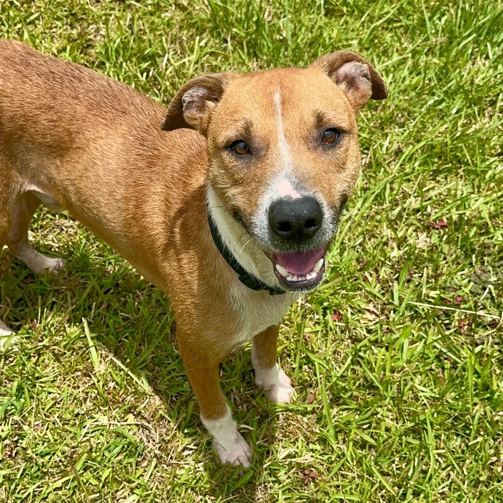 Petey, an adoptable Catahoula Leopard Dog, Mixed Breed in Volcano, HI, 96785 | Photo Image 5