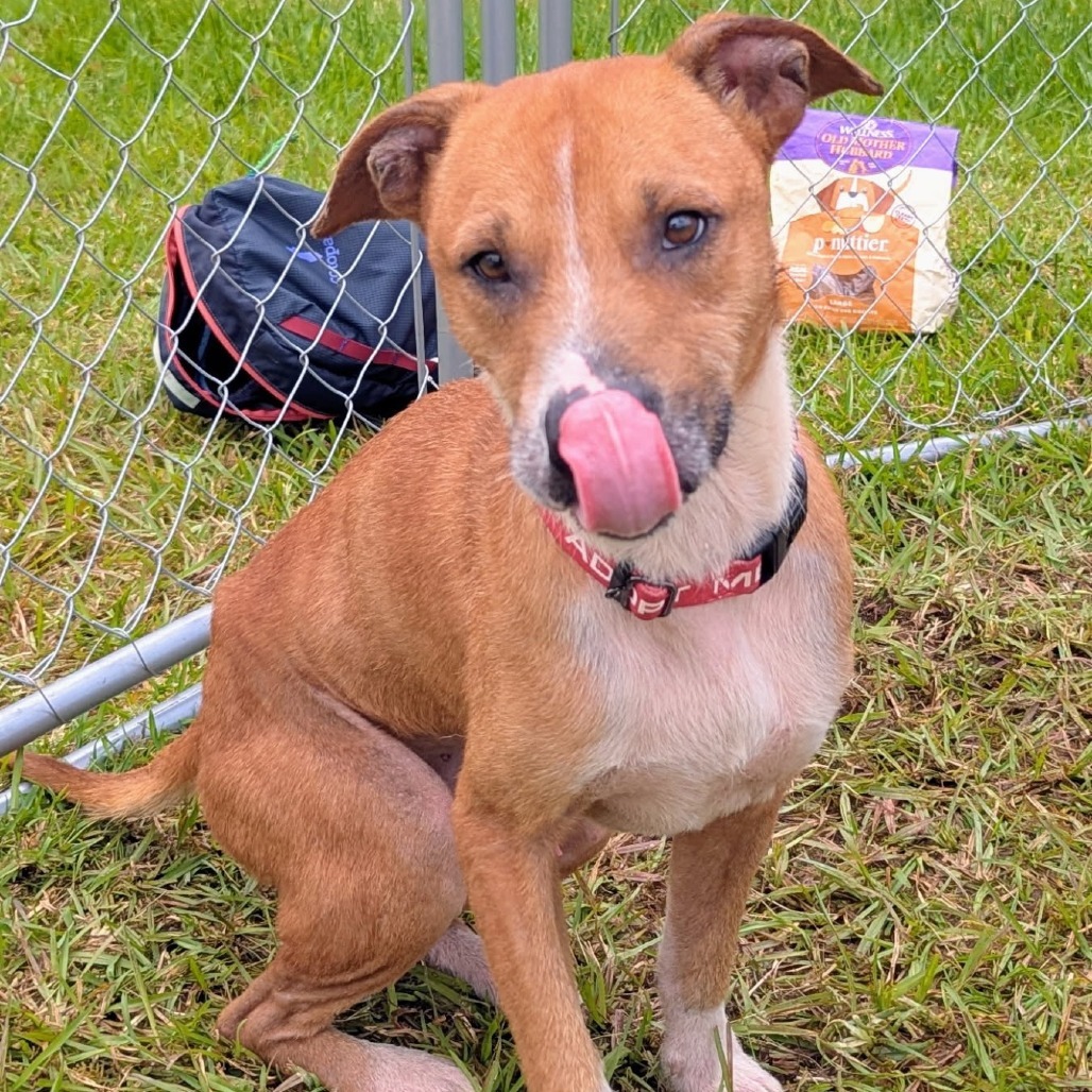 Petey, an adoptable Catahoula Leopard Dog, Mixed Breed in Volcano, HI, 96785 | Photo Image 5