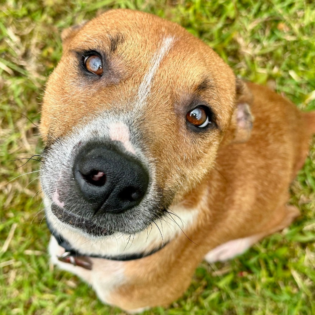 Petey, an adoptable Catahoula Leopard Dog, Mixed Breed in Volcano, HI, 96785 | Photo Image 6