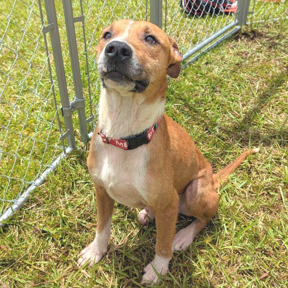 Petey, an adoptable Catahoula Leopard Dog, Mixed Breed in Volcano, HI, 96785 | Photo Image 6