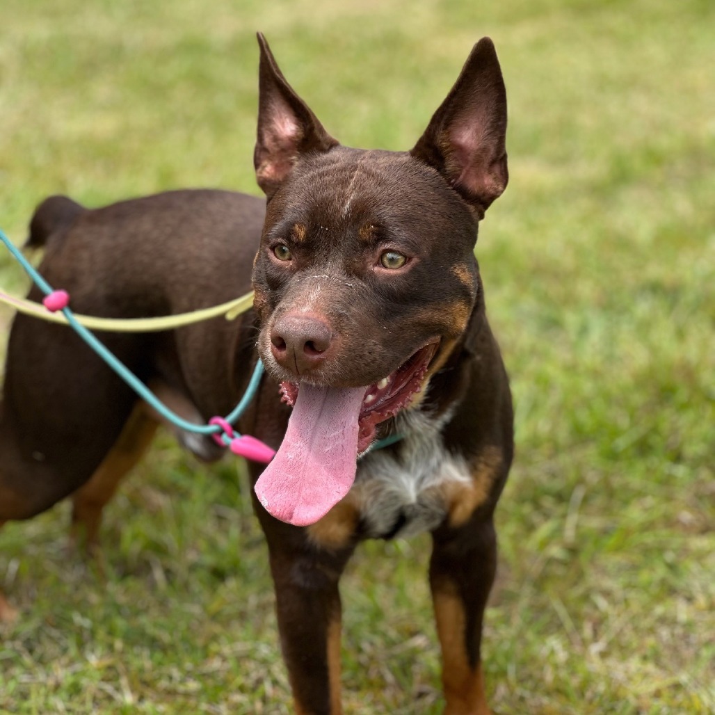 Ehu, an adoptable Australian Cattle Dog / Blue Heeler, English Bulldog in Volcano, HI, 96785 | Photo Image 1