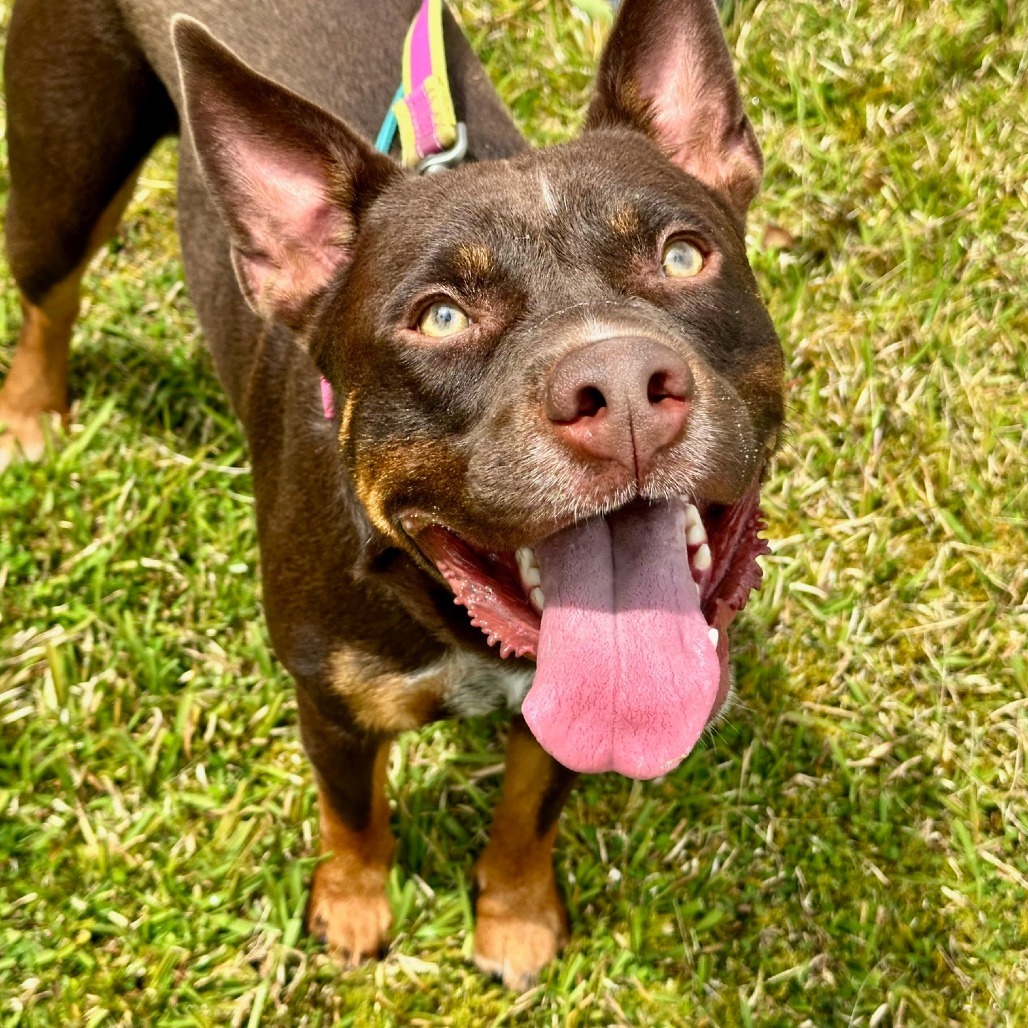 Ehu, an adoptable Australian Cattle Dog / Blue Heeler, English Bulldog in Volcano, HI, 96785 | Photo Image 2