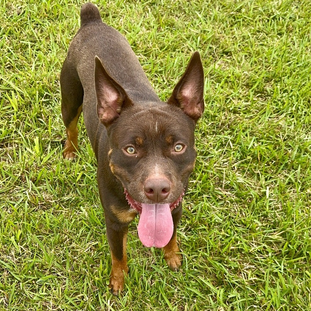 Ehu, an adoptable Australian Cattle Dog / Blue Heeler, English Bulldog in Volcano, HI, 96785 | Photo Image 3
