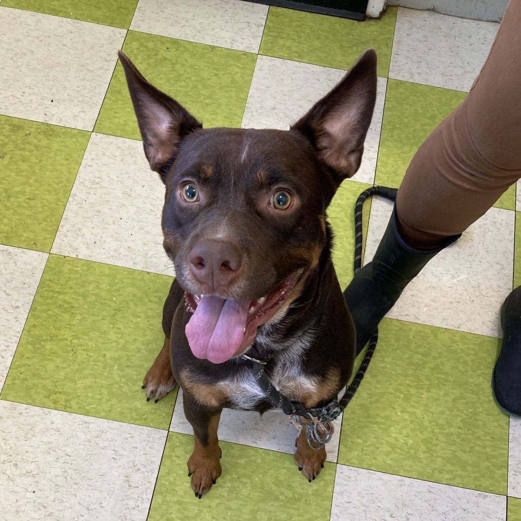 Ehu, an adoptable Australian Cattle Dog / Blue Heeler, English Bulldog in Volcano, HI, 96785 | Photo Image 4