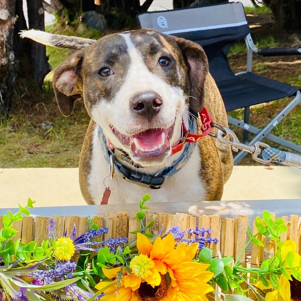 Star, an adoptable Catahoula Leopard Dog, Mixed Breed in Volcano, HI, 96785 | Photo Image 1