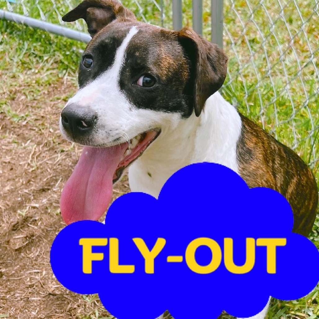 Star, an adoptable Catahoula Leopard Dog, Mixed Breed in Volcano, HI, 96785 | Photo Image 1