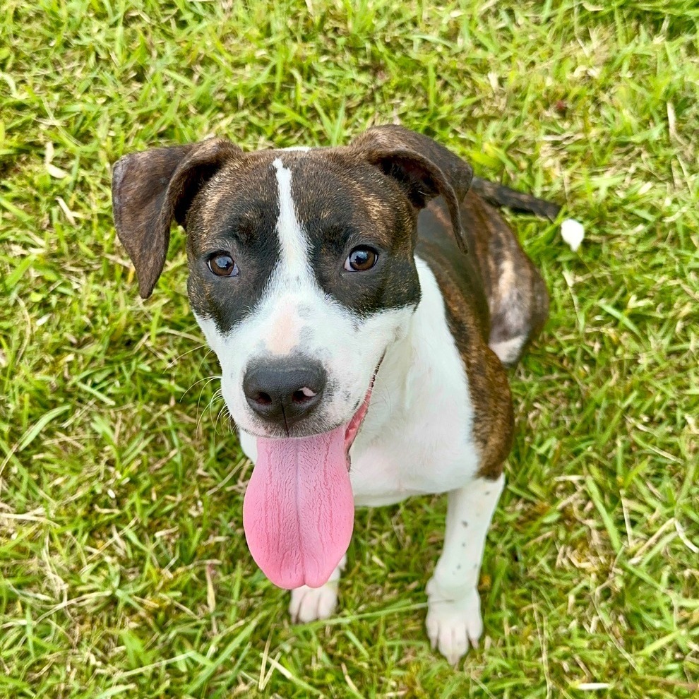 Star, an adoptable Catahoula Leopard Dog, Mixed Breed in Volcano, HI, 96785 | Photo Image 2