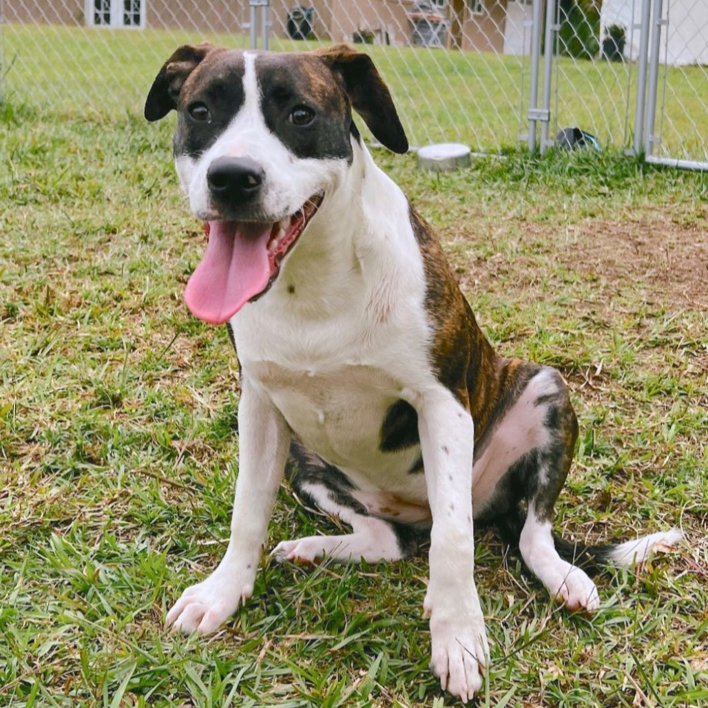 Star, an adoptable Catahoula Leopard Dog, Mixed Breed in Volcano, HI, 96785 | Photo Image 3