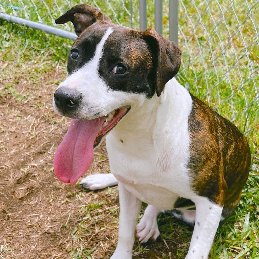 Star, an adoptable Catahoula Leopard Dog, Mixed Breed in Volcano, HI, 96785 | Photo Image 4