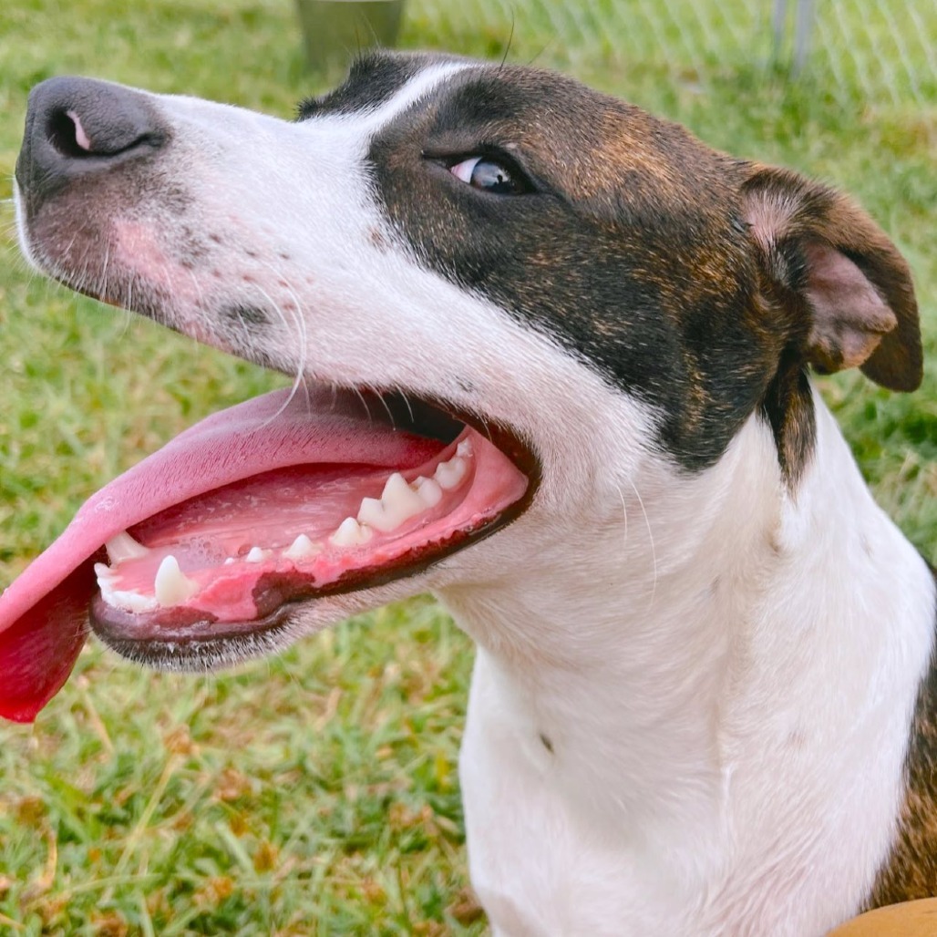 Star, an adoptable Catahoula Leopard Dog, Mixed Breed in Volcano, HI, 96785 | Photo Image 5