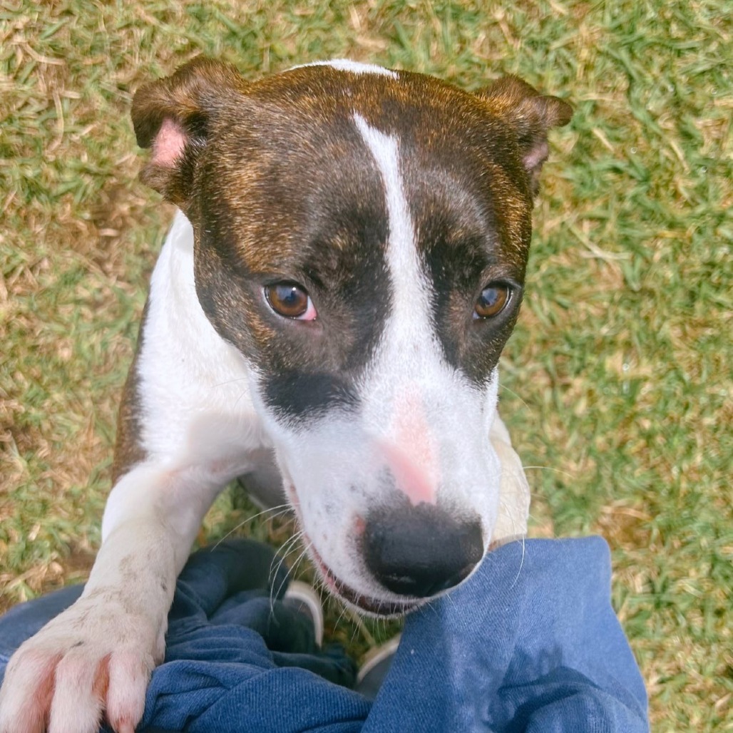 Star, an adoptable Catahoula Leopard Dog, Mixed Breed in Volcano, HI, 96785 | Photo Image 6