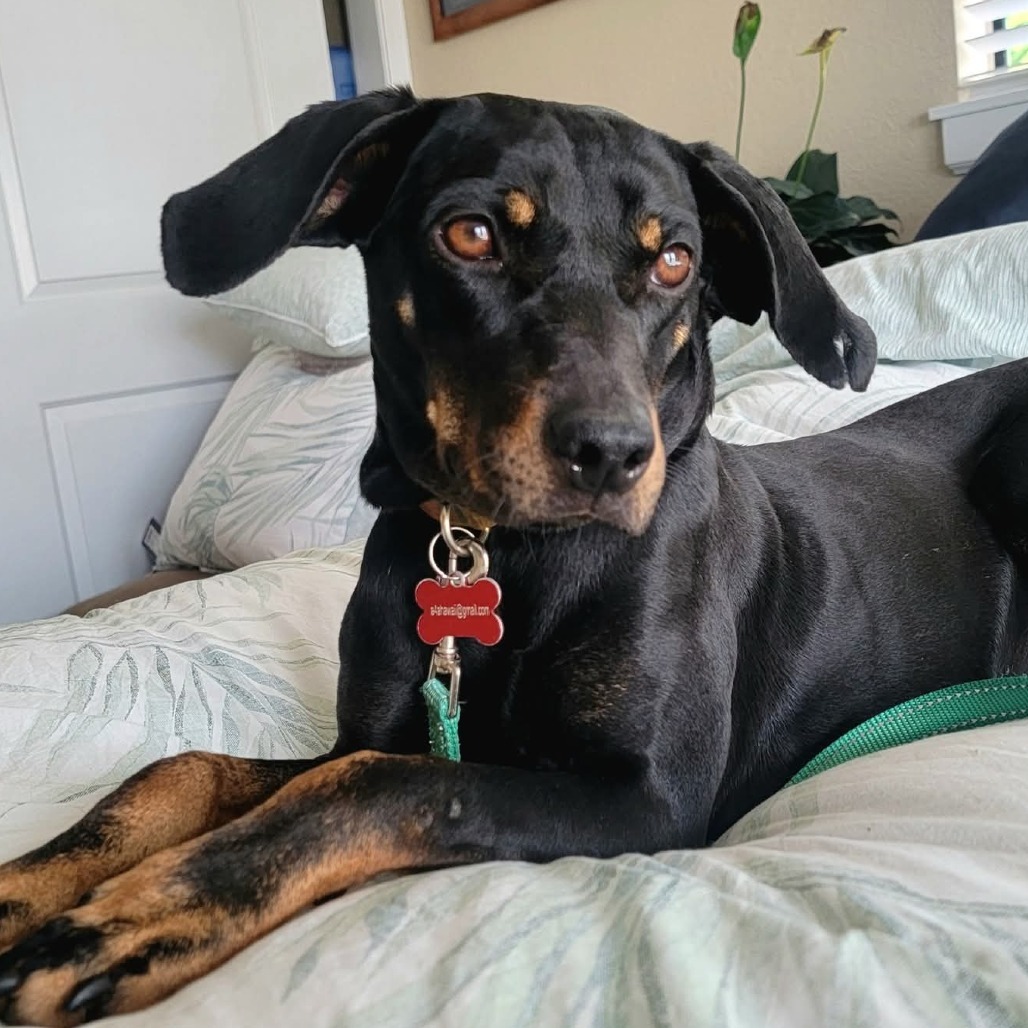 Deena, an adoptable Mixed Breed, Doberman Pinscher in Volcano, HI, 96785 | Photo Image 1