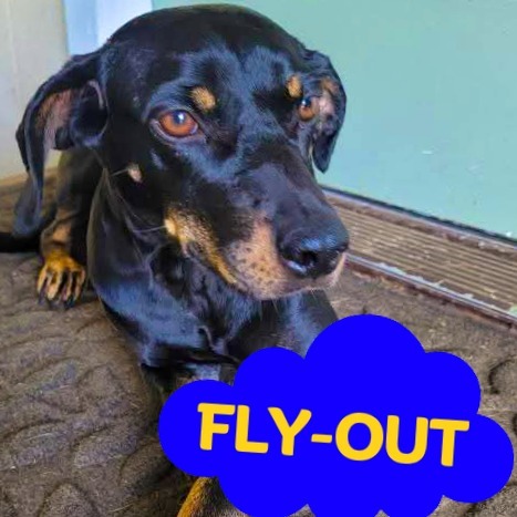 Deena, an adoptable Mixed Breed, Doberman Pinscher in Volcano, HI, 96785 | Photo Image 1