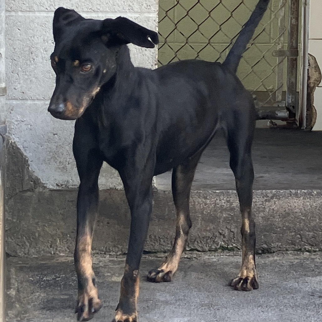 Deena, an adoptable Mixed Breed, Doberman Pinscher in Volcano, HI, 96785 | Photo Image 2