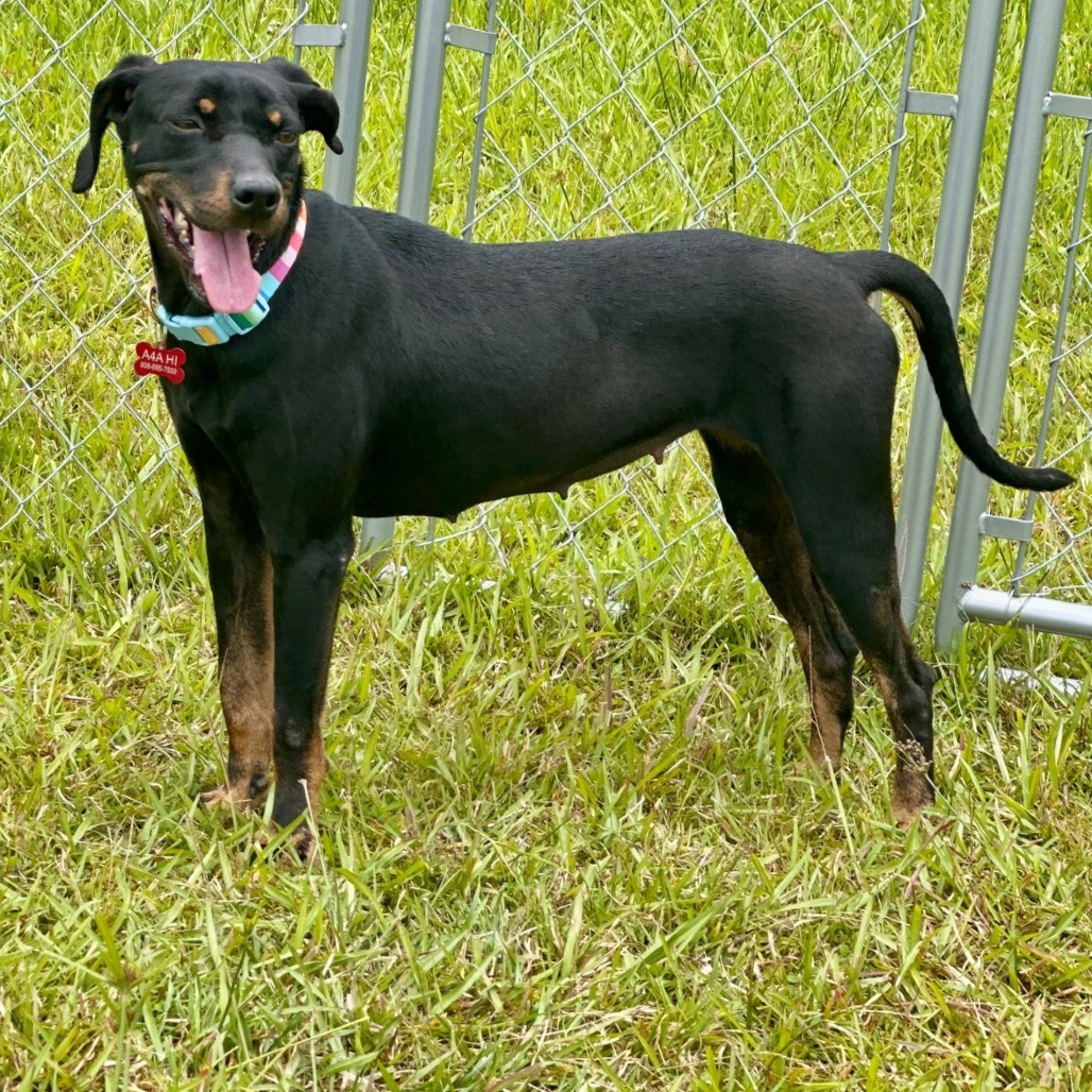 Deena, an adoptable Mixed Breed, Doberman Pinscher in Volcano, HI, 96785 | Photo Image 3
