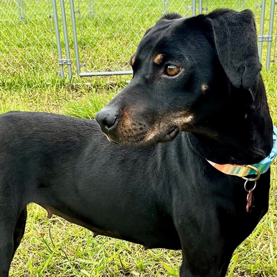 Deena, an adoptable Mixed Breed, Doberman Pinscher in Volcano, HI, 96785 | Photo Image 4