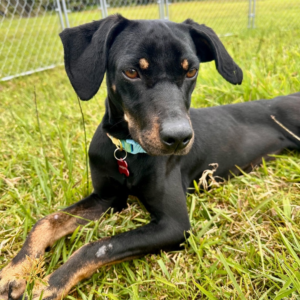 Deena, an adoptable Mixed Breed, Doberman Pinscher in Volcano, HI, 96785 | Photo Image 5