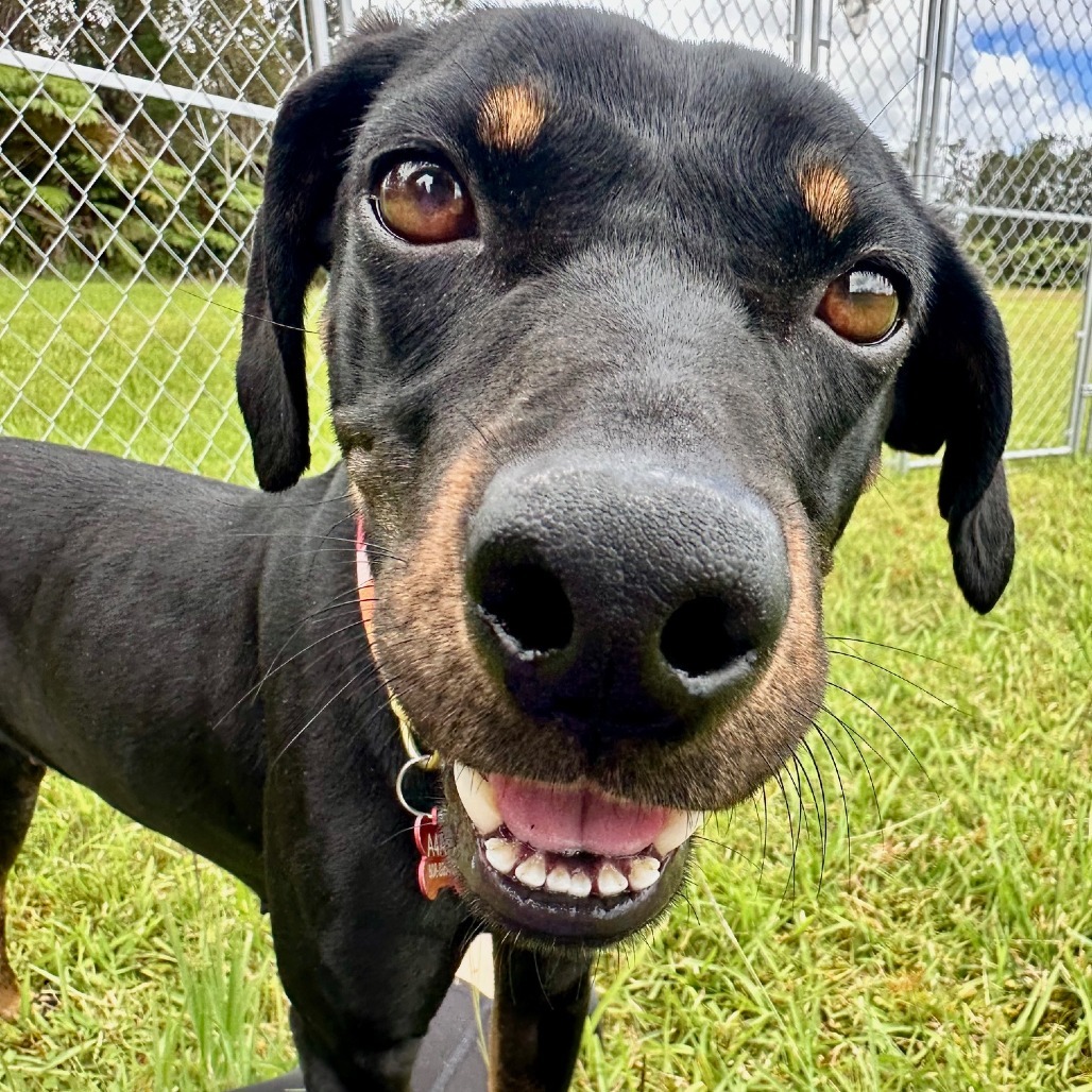 Deena, an adoptable Mixed Breed, Doberman Pinscher in Volcano, HI, 96785 | Photo Image 6