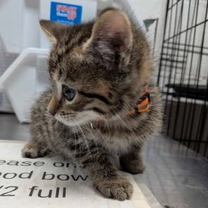 Huey, Baby Male Domestic Short Hair