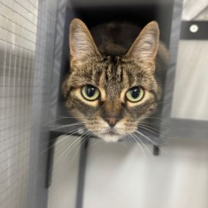 Mea, Senior Female Domestic Short Hair
