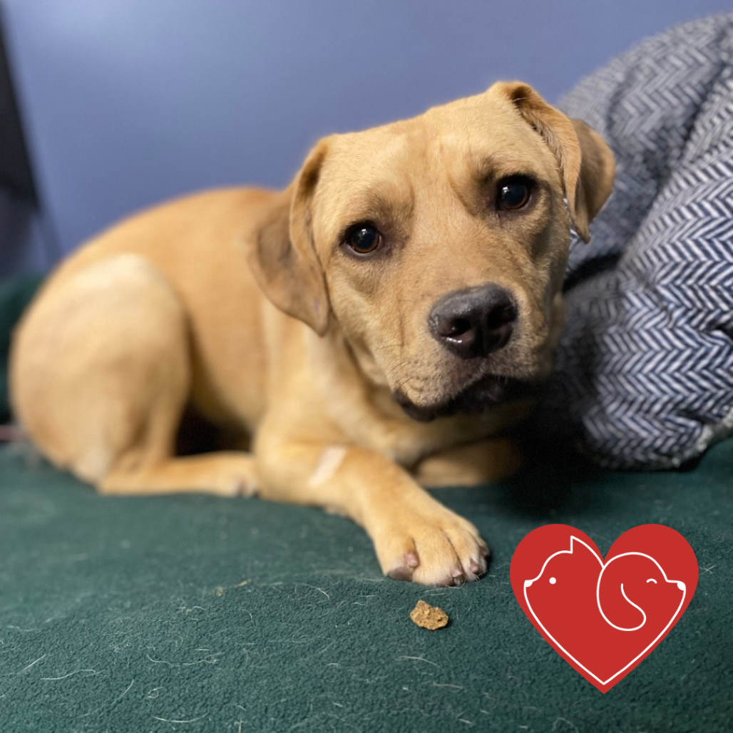 Atlas, an adoptable Mixed Breed in Cheyenne, WY, 82007 | Photo Image 1