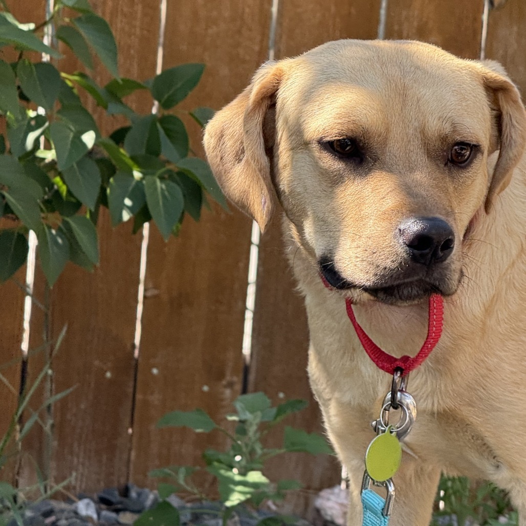 Atlas, an adoptable Mixed Breed in Cheyenne, WY, 82007 | Photo Image 2