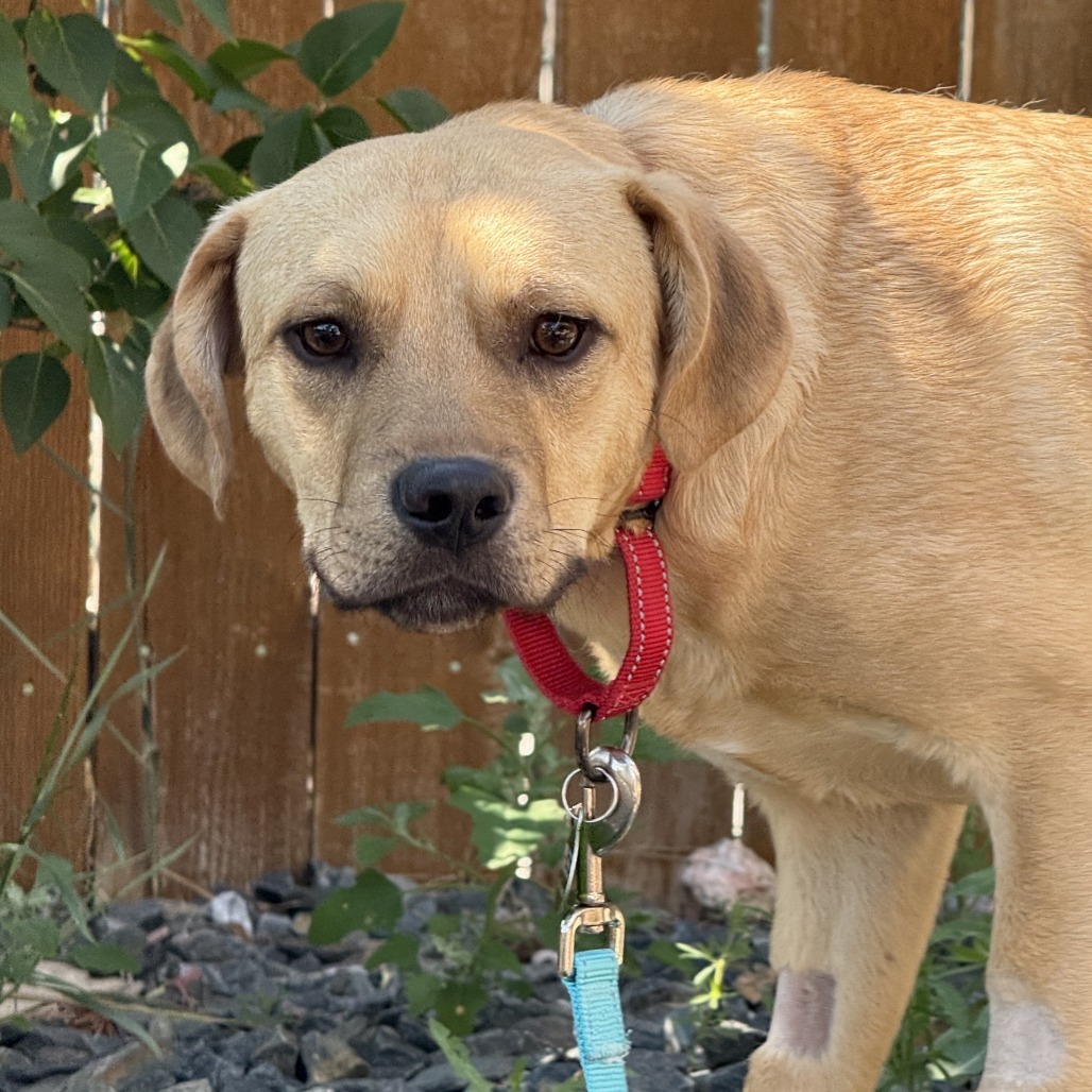 Atlas, an adoptable Mixed Breed in Cheyenne, WY, 82007 | Photo Image 3