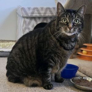 Habbie, Senior Female American Shorthair