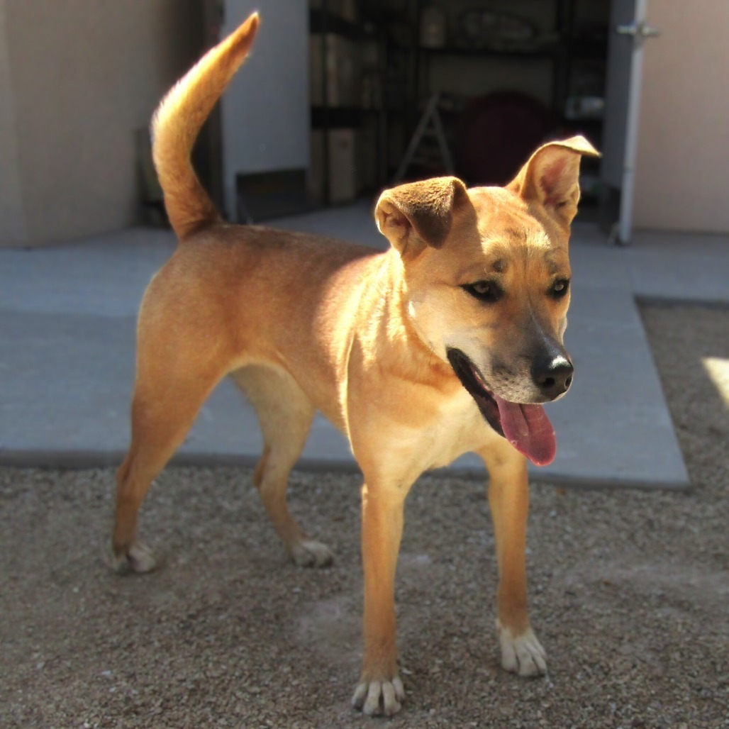 Pharrah, an adoptable Mixed Breed in Las Cruces, NM, 88012 | Photo Image 1