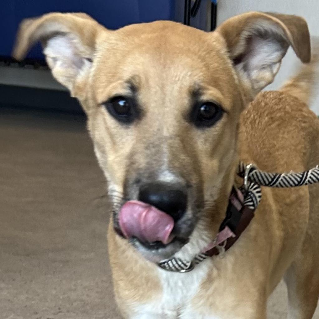 Pharrah, an adoptable Mixed Breed in Las Cruces, NM, 88012 | Photo Image 2