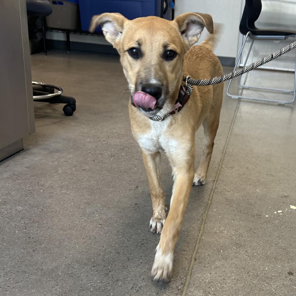 Pharrah, an adoptable Mixed Breed in Las Cruces, NM, 88012 | Photo Image 3