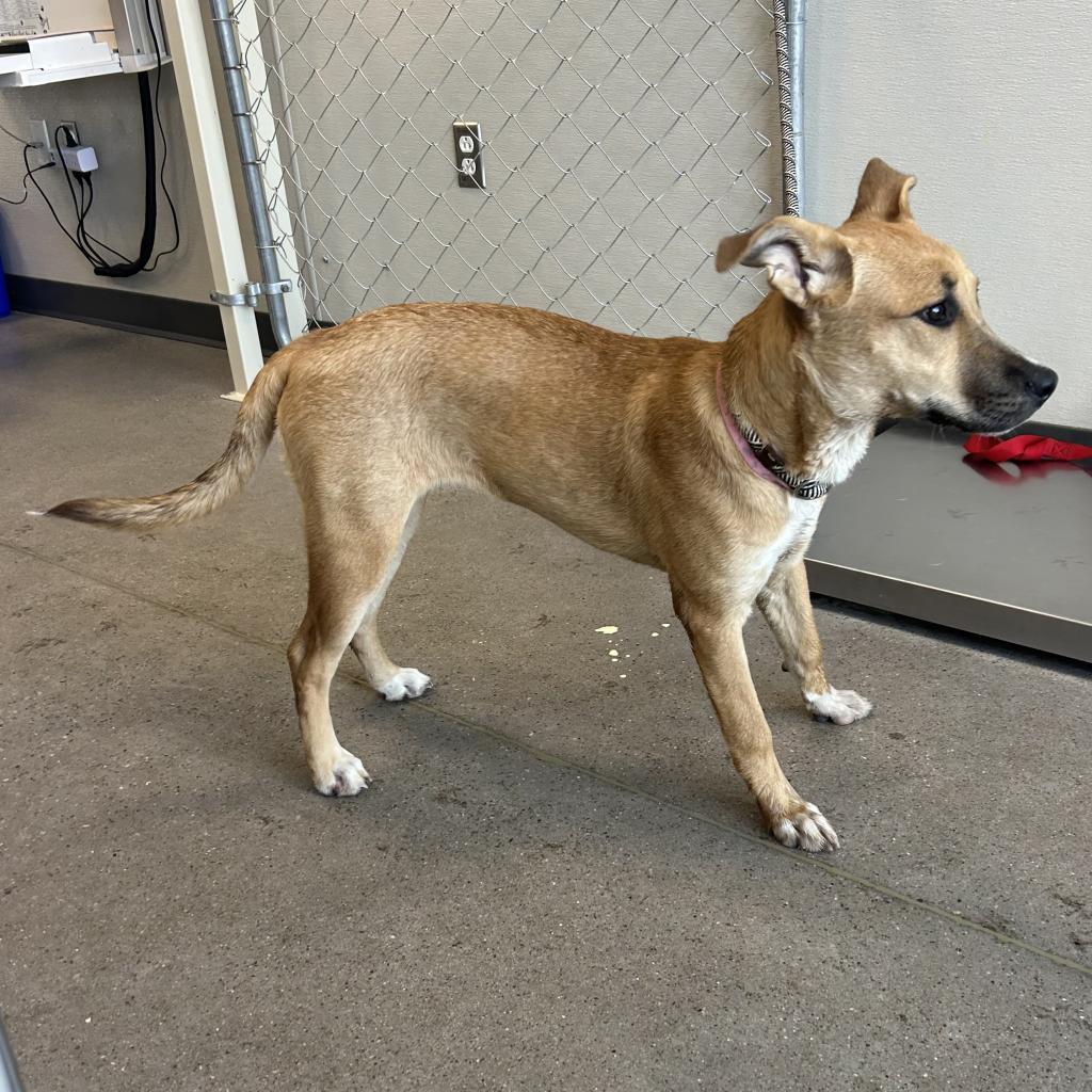 Pharrah, an adoptable Mixed Breed in Las Cruces, NM, 88012 | Photo Image 4