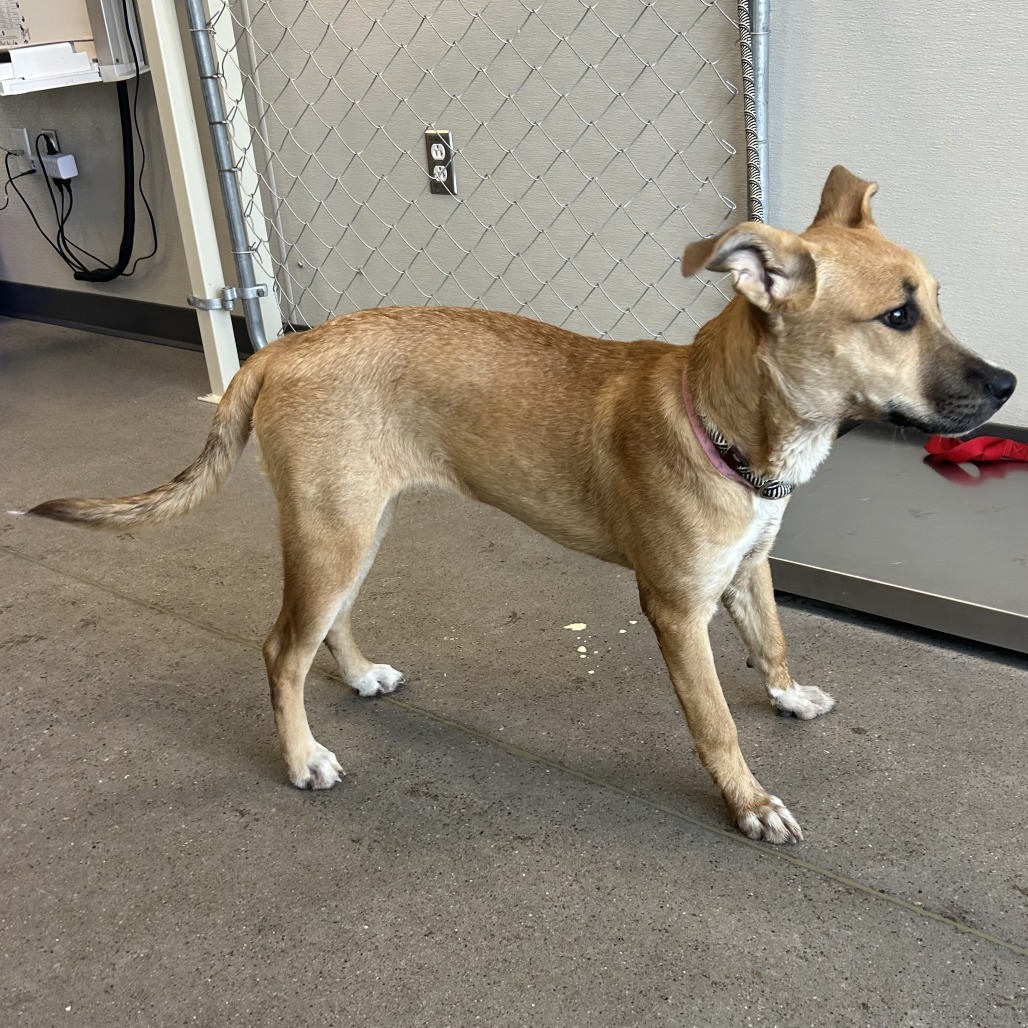 Pharrah, an adoptable Mixed Breed in Las Cruces, NM, 88012 | Photo Image 5