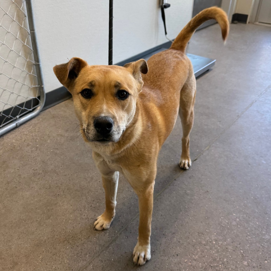 Pharrah, an adoptable Mixed Breed in Las Cruces, NM, 88012 | Photo Image 6