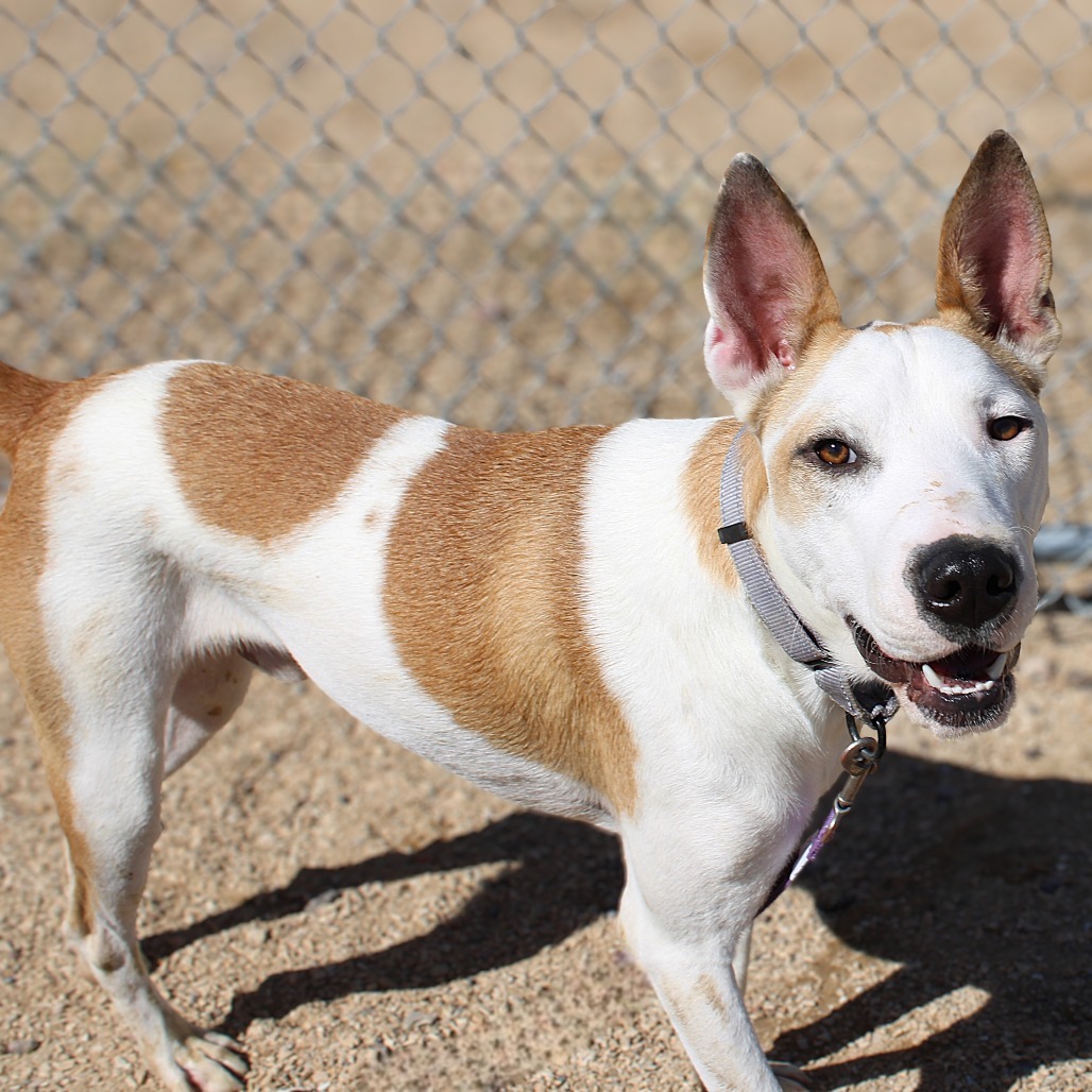 Spot, an adoptable Mixed Breed in Las Cruces, NM, 88012 | Photo Image 1