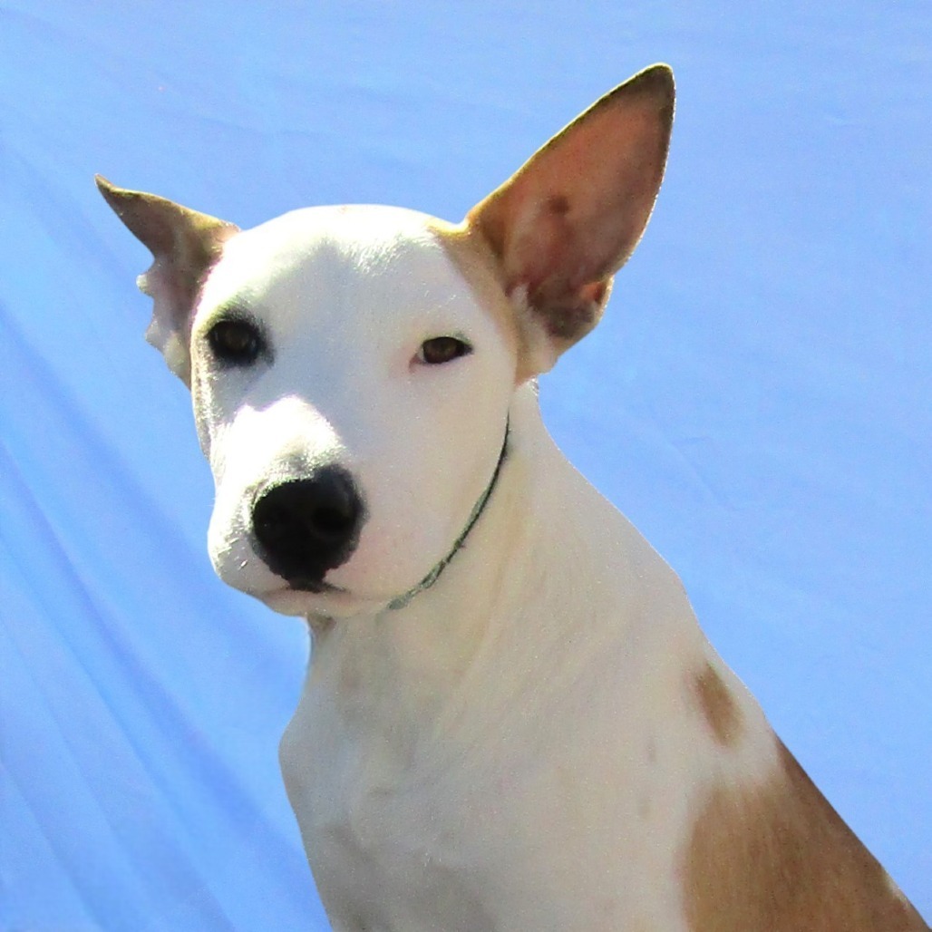 Spot, an adoptable Mixed Breed in Las Cruces, NM, 88012 | Photo Image 2