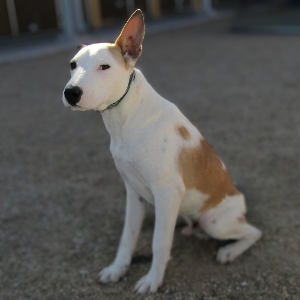 Spot, an adoptable Mixed Breed in Las Cruces, NM, 88012 | Photo Image 3