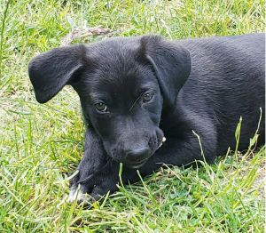 Animal Profile Meet Ginger In late April we were contacted about a mama Shepherd who had just giv