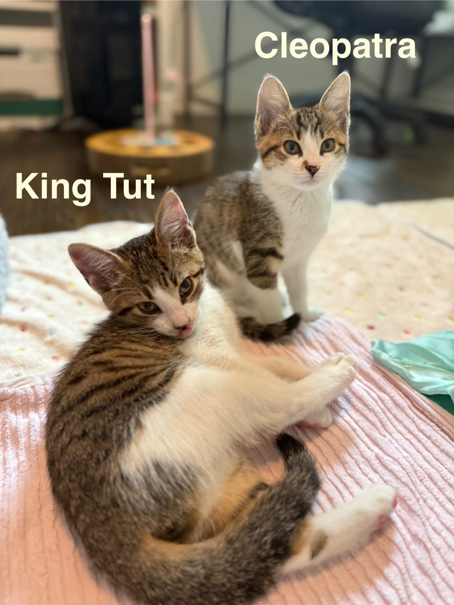 King Tut