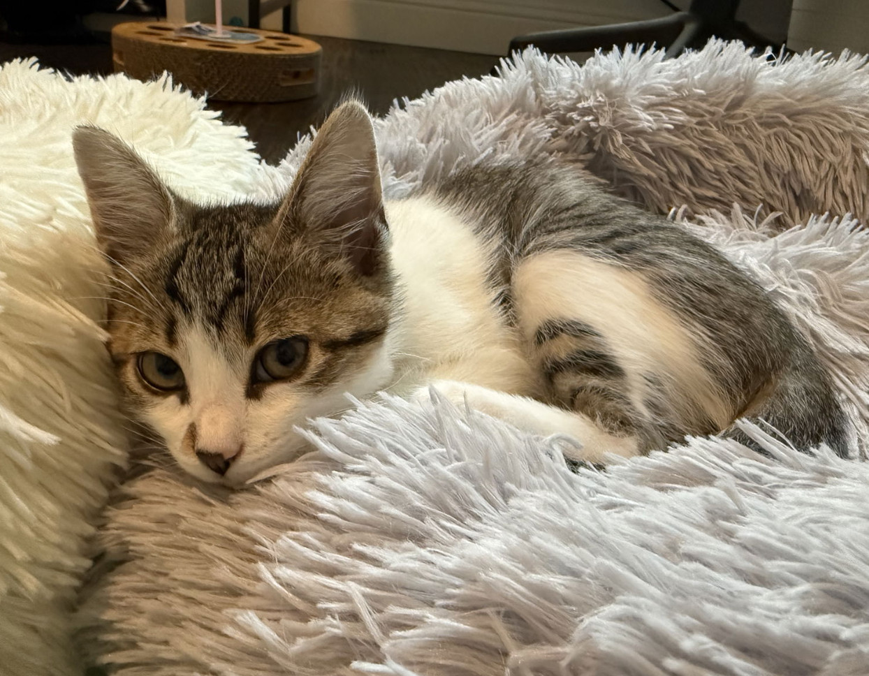 Cleopatra