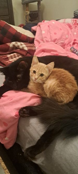 Honey, Baby Male Domestic Short Hair