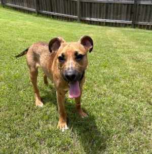 Say hello to Dusty Rhodes  a sweet soulful and slightly shy pup whos ready to wriggle his way in