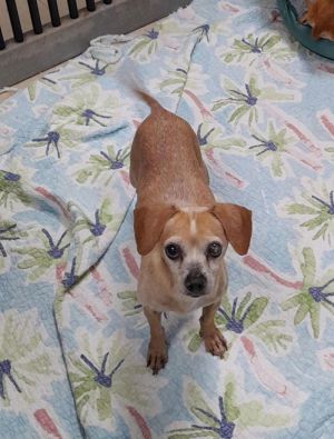 Axl Sweet Child Chihuahua Dog