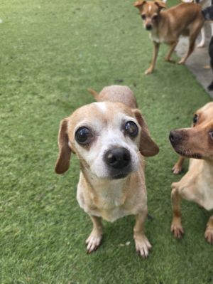 Axl Sweet Child Age 8 years  Chihuahua Mix  116 lbs  Male Axl Sweet Child is ready to