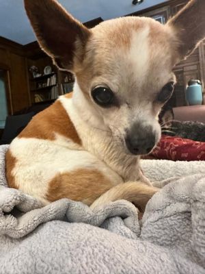 Thank you for checking out my bio please check back for an update My foster will update my informa