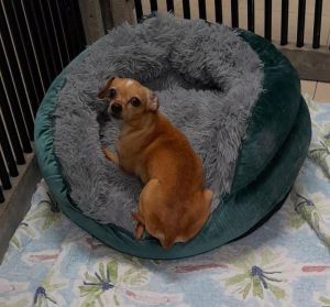 Thank you for checking out my bio please check back for an update My foster will update my informa