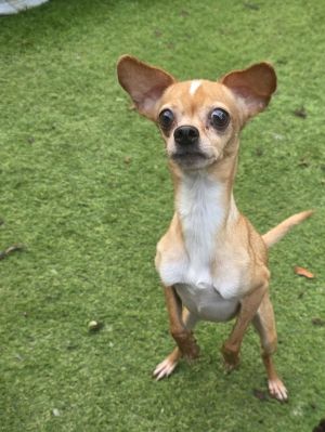 Rose Marie Chihuahua Dog