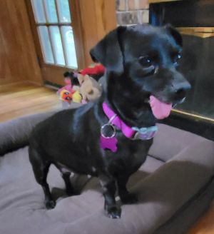 Meet Greta Girl - Your New Sun-Loving Snuggle Buddy Say hello to Greta Girl a 7 year old 15 pound